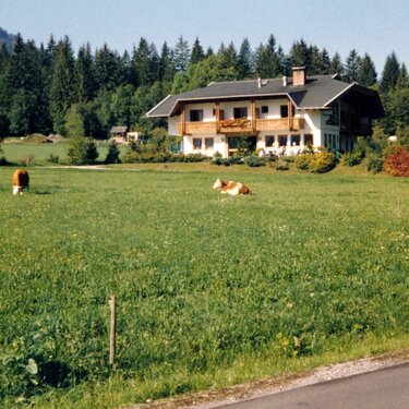 Landschaftsblick auf das Land mit einem Haus, grünen Wiesen und grasenden Kühen.