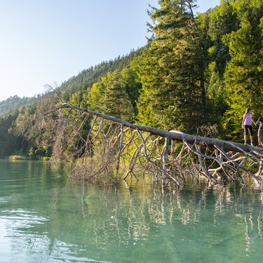 Zwei Personen gehen auf einem gefallenen Baum über einen klaren See, umgeben von üppigem Grün.