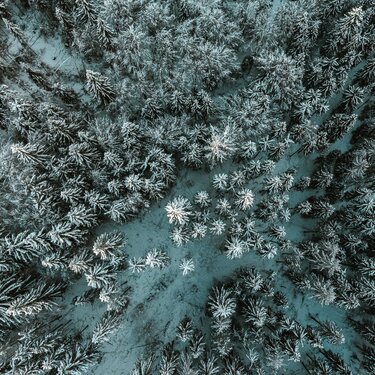 Luftaufnahme eines verschneiten Waldes mit verschiedenen Baumarten, die mit Schnee bedeckt sind.